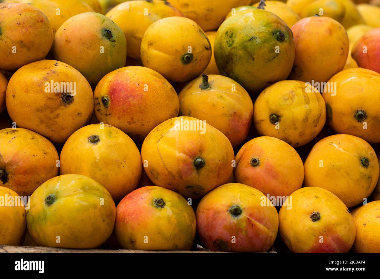fruit mango Delicious Mangifera indica Stock Photo Alamy