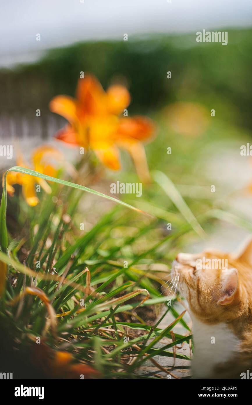 Cat kitten flower meadow hi-res stock photography and images - Alamy