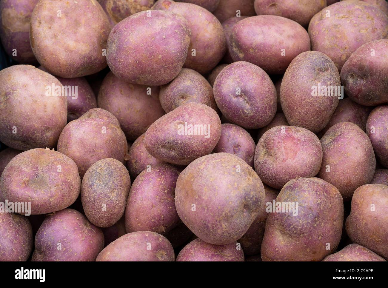 fresh potatoes - Solanum tuberosum Stock Photo