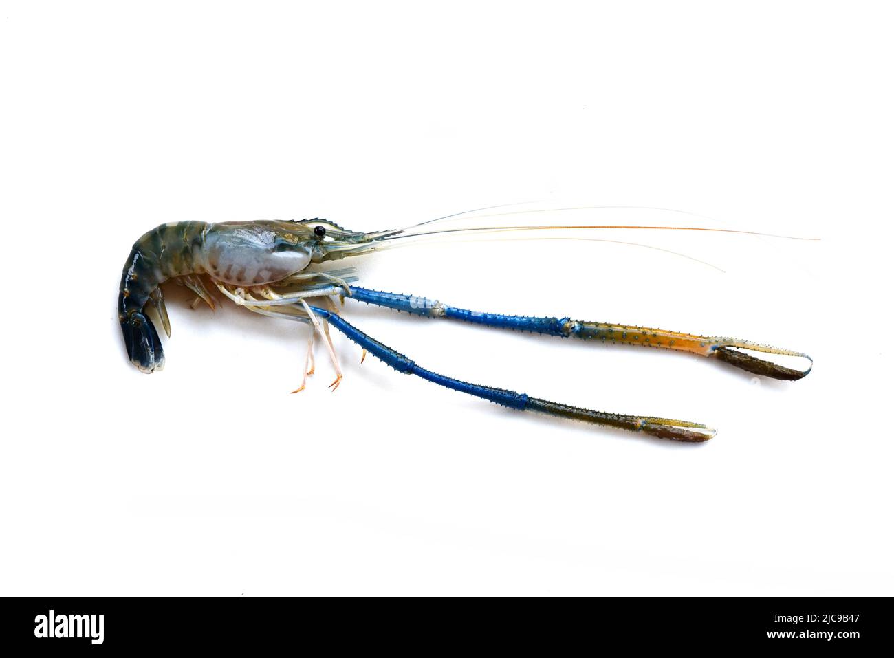A big fresh river prawn are ready for cooking,to tom Yum Goong,on the White Blackground. Stock Photo