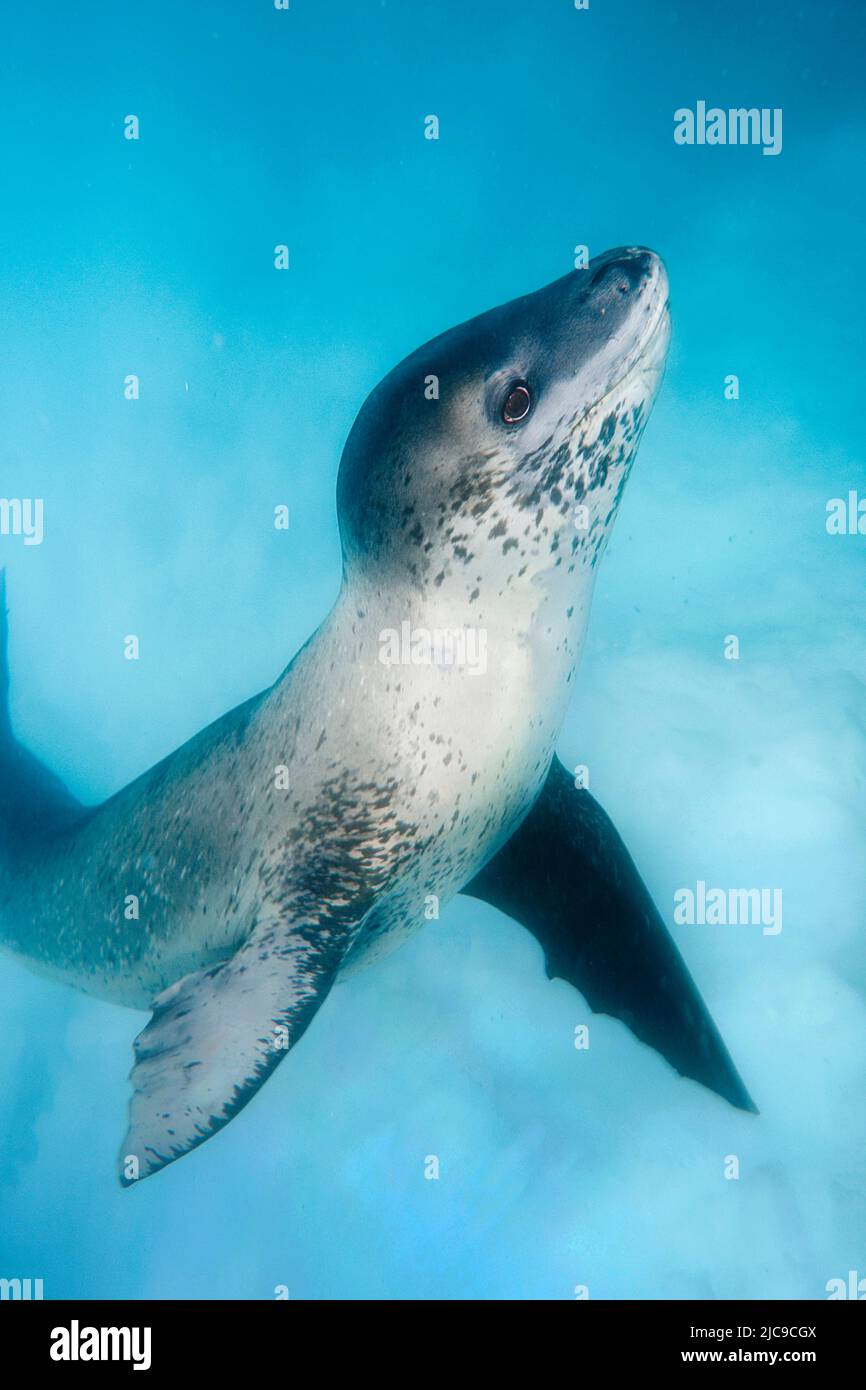Leopard Seal (Hydruga Leptonyx), Pleneau Island, Antarctic Peninsula