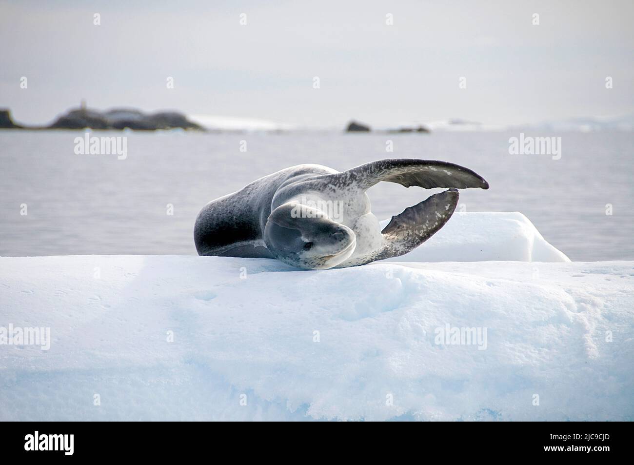 Leopard seal (Hydruga leptonyx), on a ice floe, Antarctic, South Pole Stock Photo