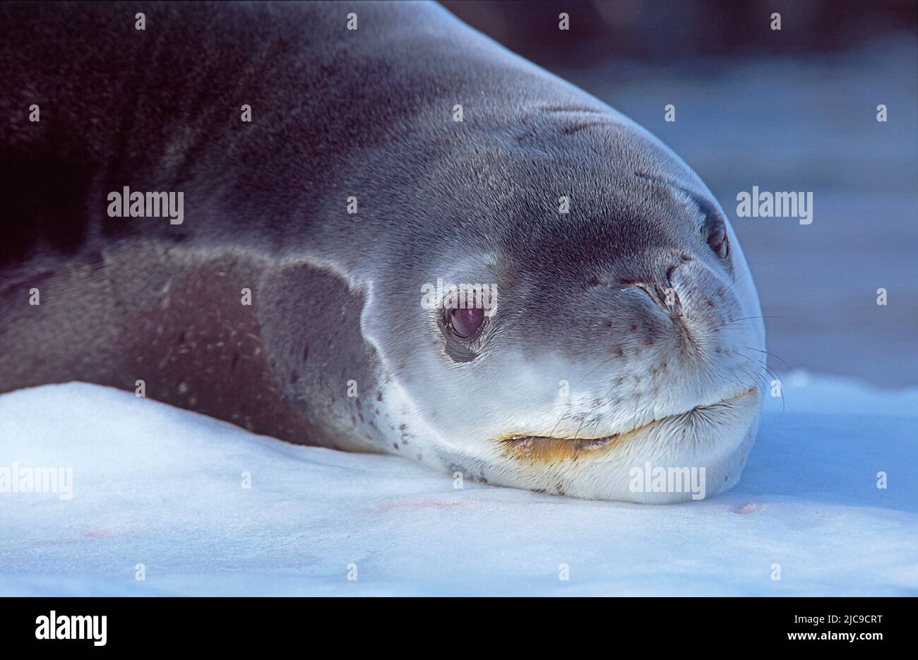 Leopard seals (Hydruga leptonyx) at Verdnadsky Station, Antarctic, South Pole Stock Photo