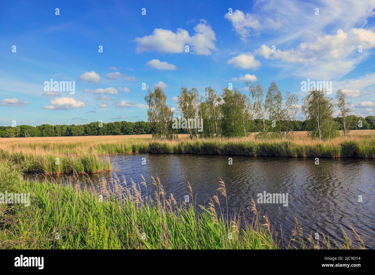 Several lagoons and birch trees are located in the Lübeck - Schellhorn nature reserve in northern Germany. Stock Photo