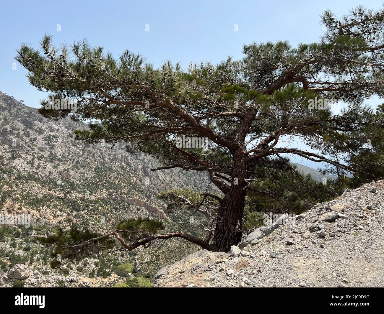 Pinus brutia - Pinus brutia - Kalabrische Kiefer - Pin de Calabre Stock Photo