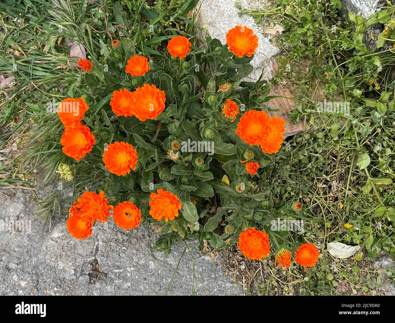 Garden Marigold - Calendula officinalis - Ringelblume - Fleur de souci, Souci ou souci officinal Stock Photo