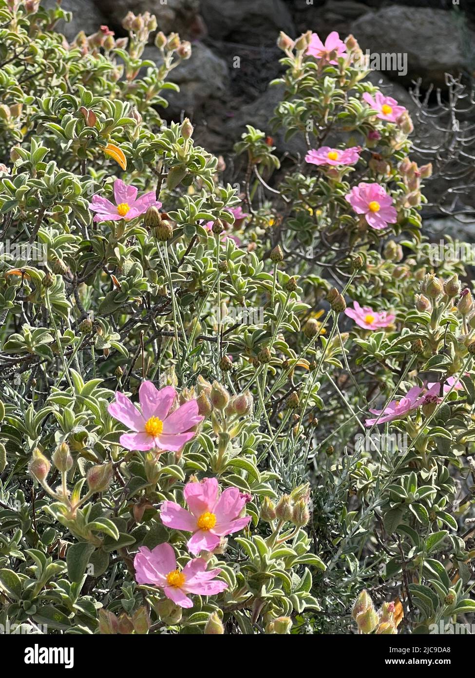 pink rock-rose - Cistus creticus - Kretische Zistrose - Ciste de Crête Stock Photo