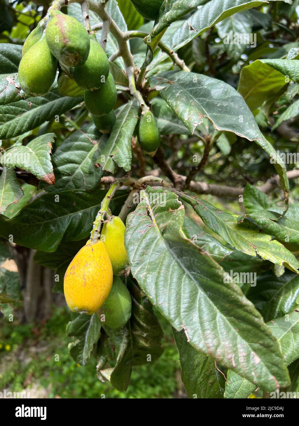 Eriobotrya japonica - Eriobotrya japonica - Japanische Wollmispel ...