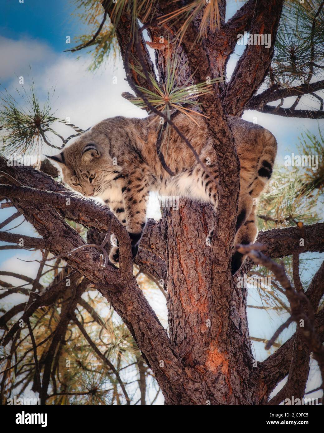 A bobcat moves about in a tree in Northern Arizona. Stock Photo