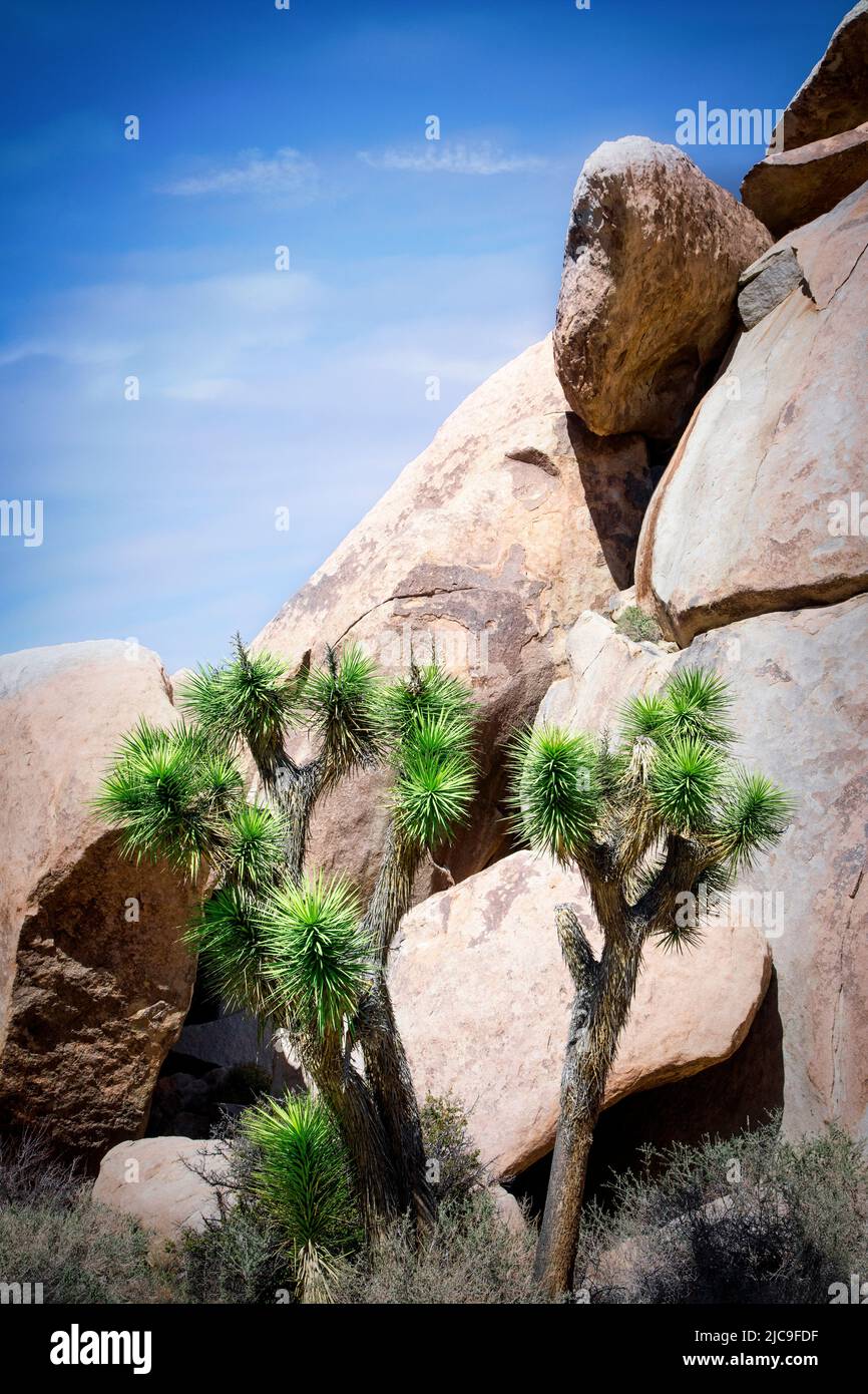 Joshua Trees are spread throughout the landscape in Joshua Tree National Park, California. Stock Photo