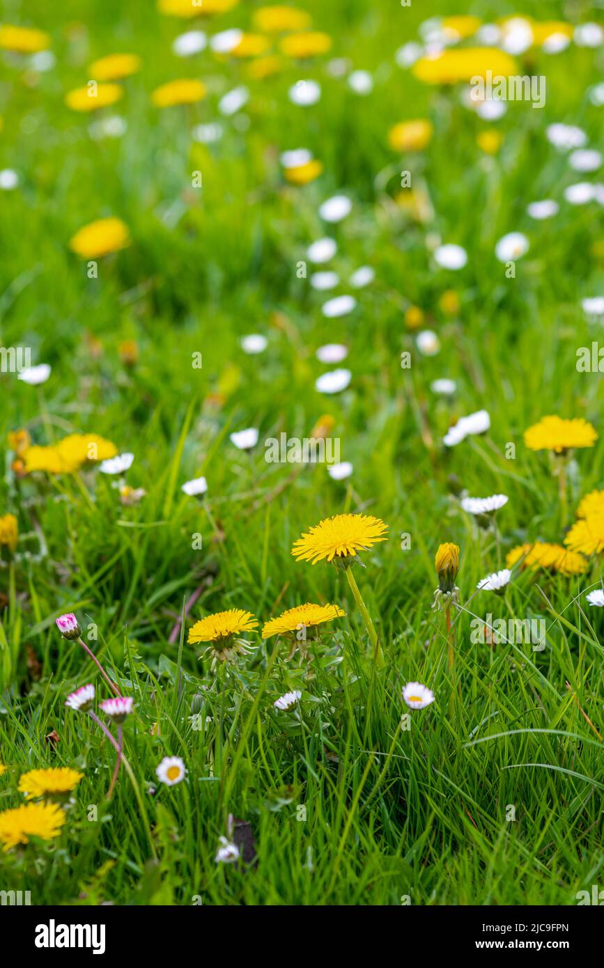 Dandelion daisy flowers hi-res stock photography and images - Alamy