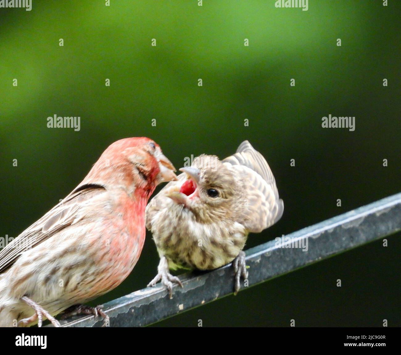 Adult and baby birds hi-res stock photography and images - Alamy