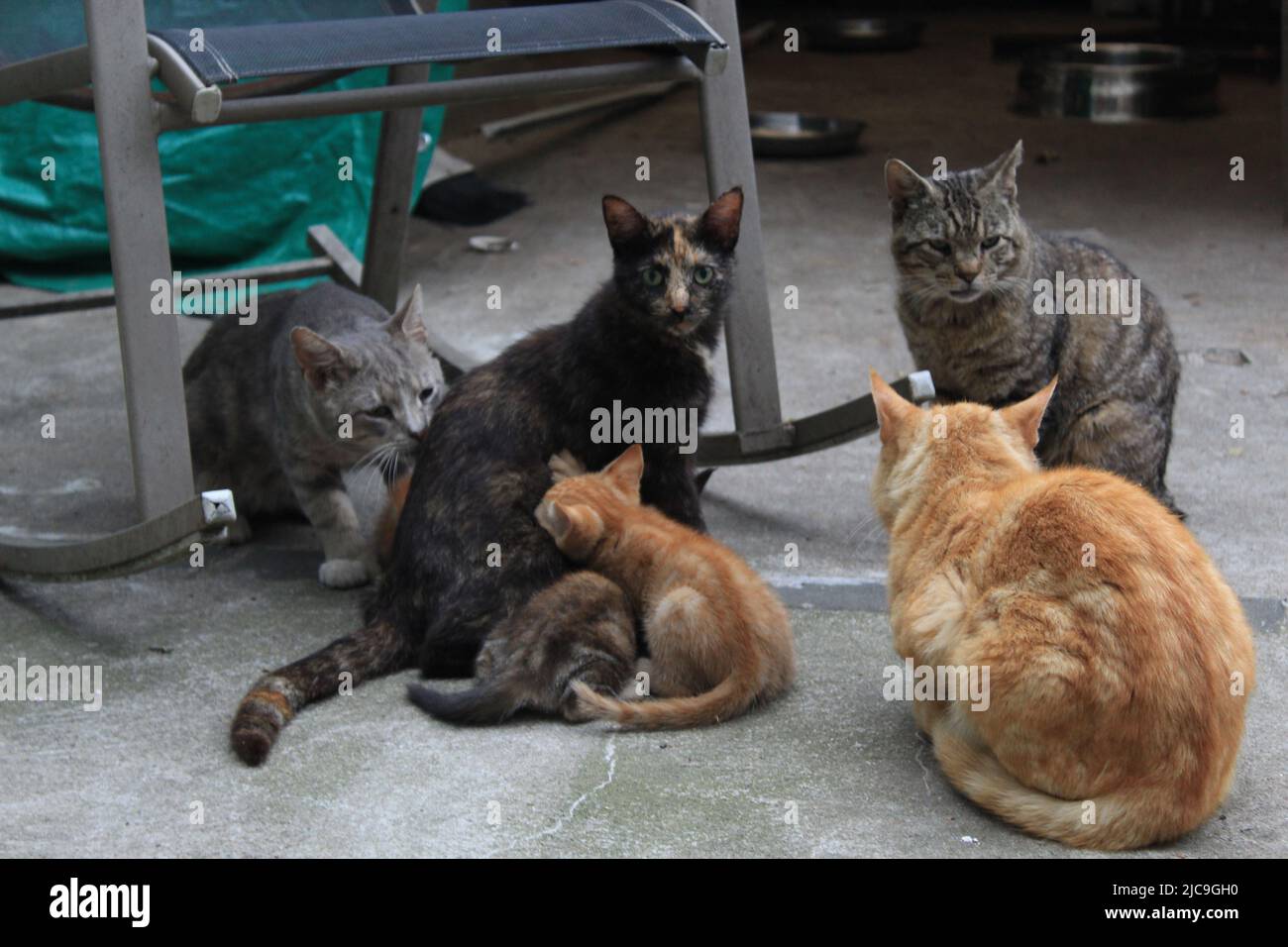 Cats and kittens in Brooklyn, NY, USA Stock Photo Alamy