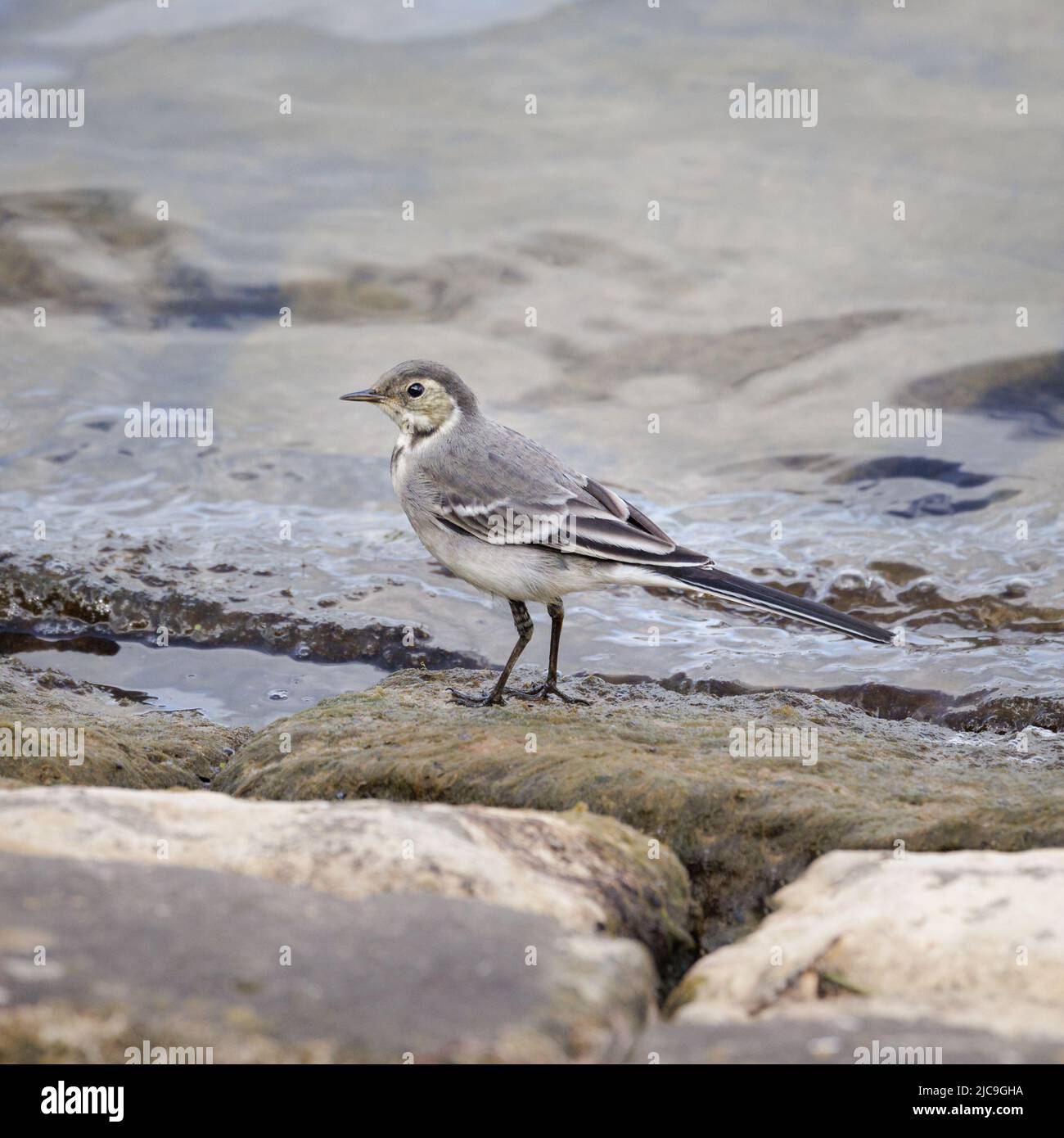 Northamptonshire, UK: In early June a juvenile pied wagtail (Motacilla alba) stands on a stone at the waters edge. Stock Photo