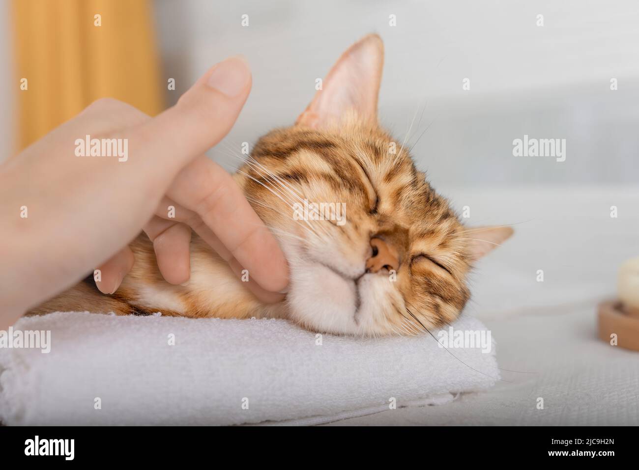 A woman massages the body and muzzle of a cat. Spa relaxation Stock
