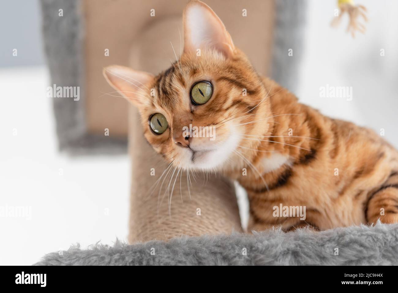 Bengal cat and furniture for cats - scratching post, in the living room. Stock Photo