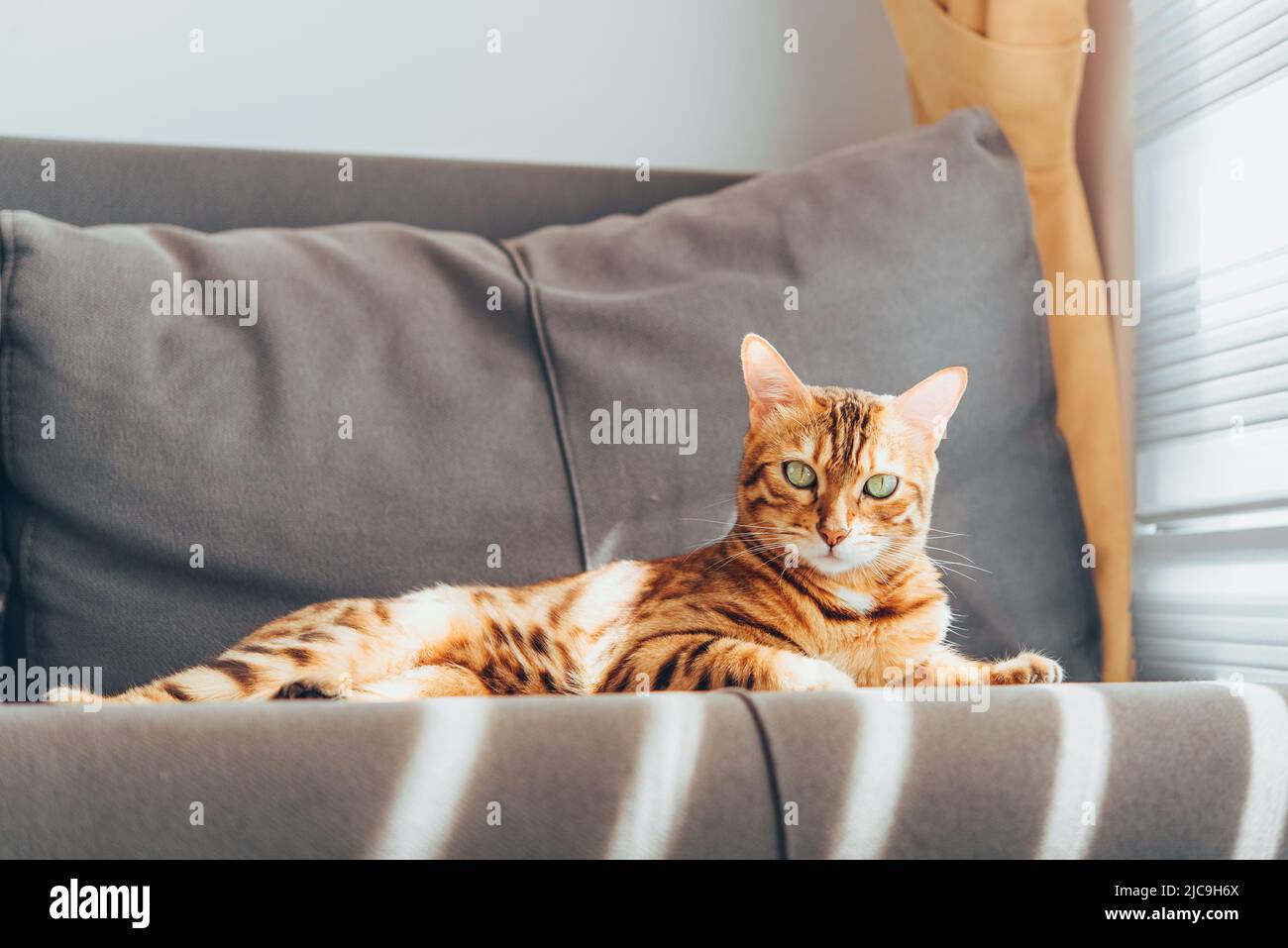 Bengal cat is resting on a sofa near the window in the living room. Stock Photo