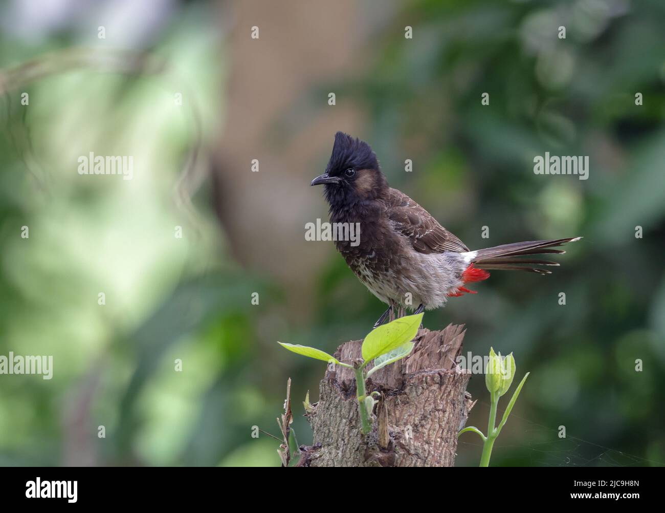 The red-vented bulbul is a member of the bulbul family of passerines. It is a resident breeder across the Indian subcontinent, including Sudan extendi Stock Photo