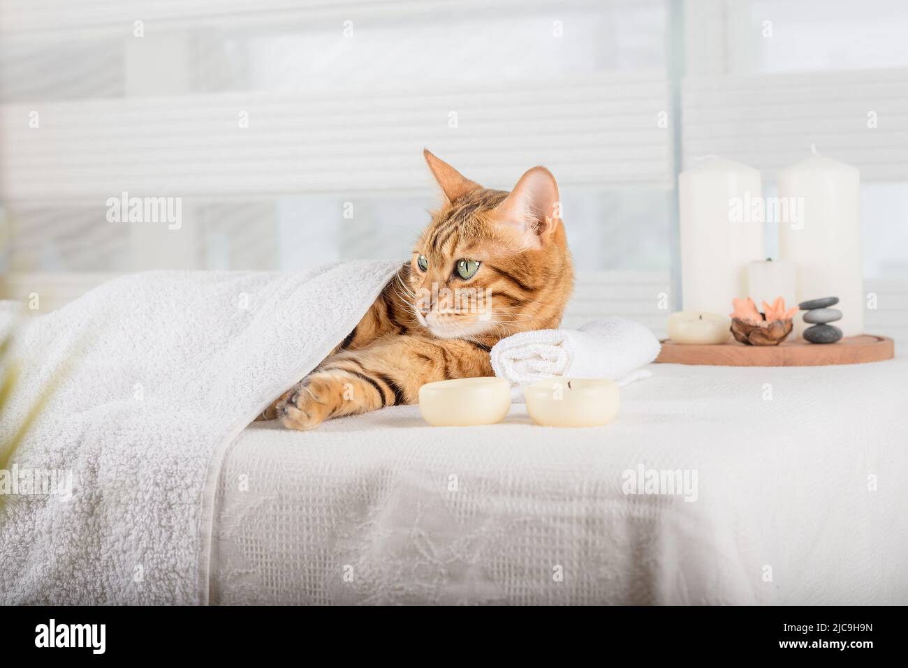 Cute domestic cat enjoys treatments at the spa. Body restoration. The