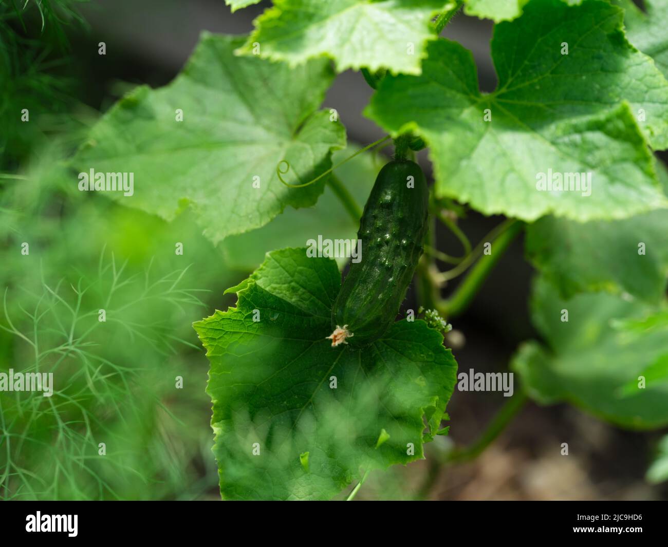 A cucumber plant with a cucumber growing in a greenhouse Stock Photo