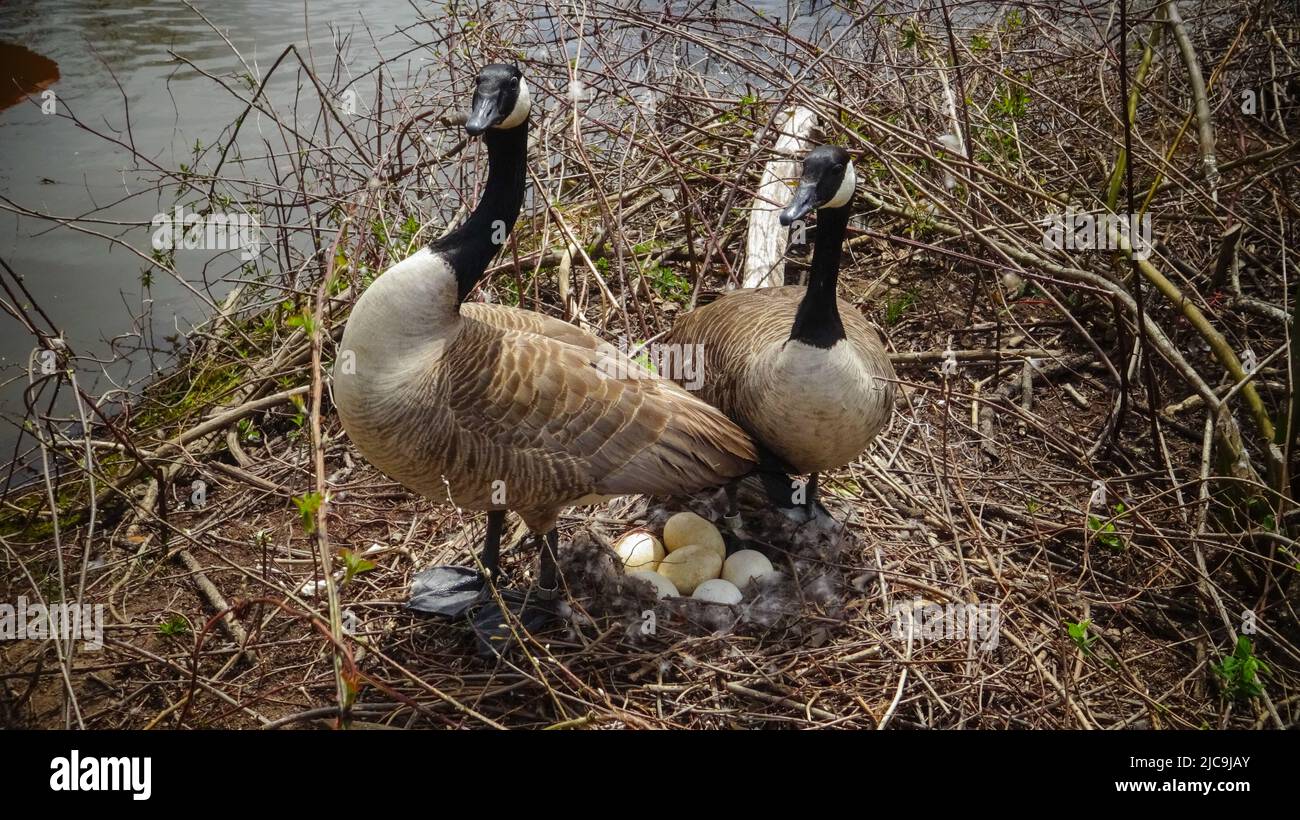 Canada goose (Branta canadensis). Male and female goose on a nest with