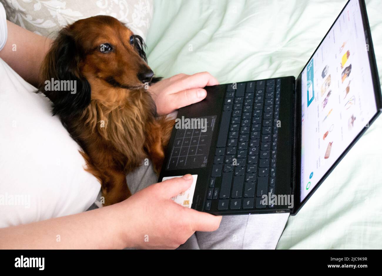 Ordering products for a pet in an online store. Long-haired dachshund with owner on the bed, online shopping with best friend. Stock Photo