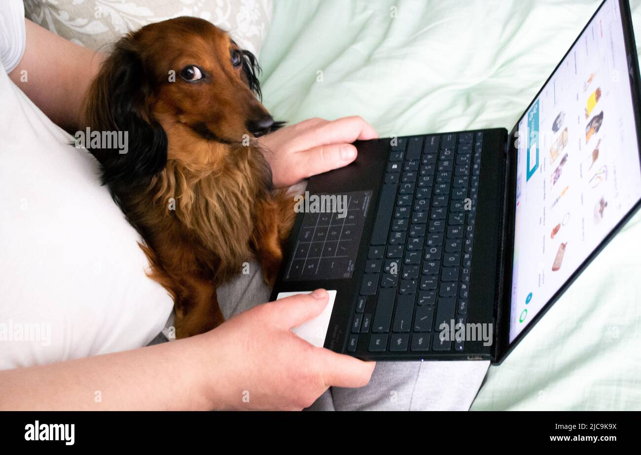 Funny dog long-haired dachshund sits with the owner with a laptop on the bed and looks suspiciously at someone. Like Yikes monkey meme. Stock Photo