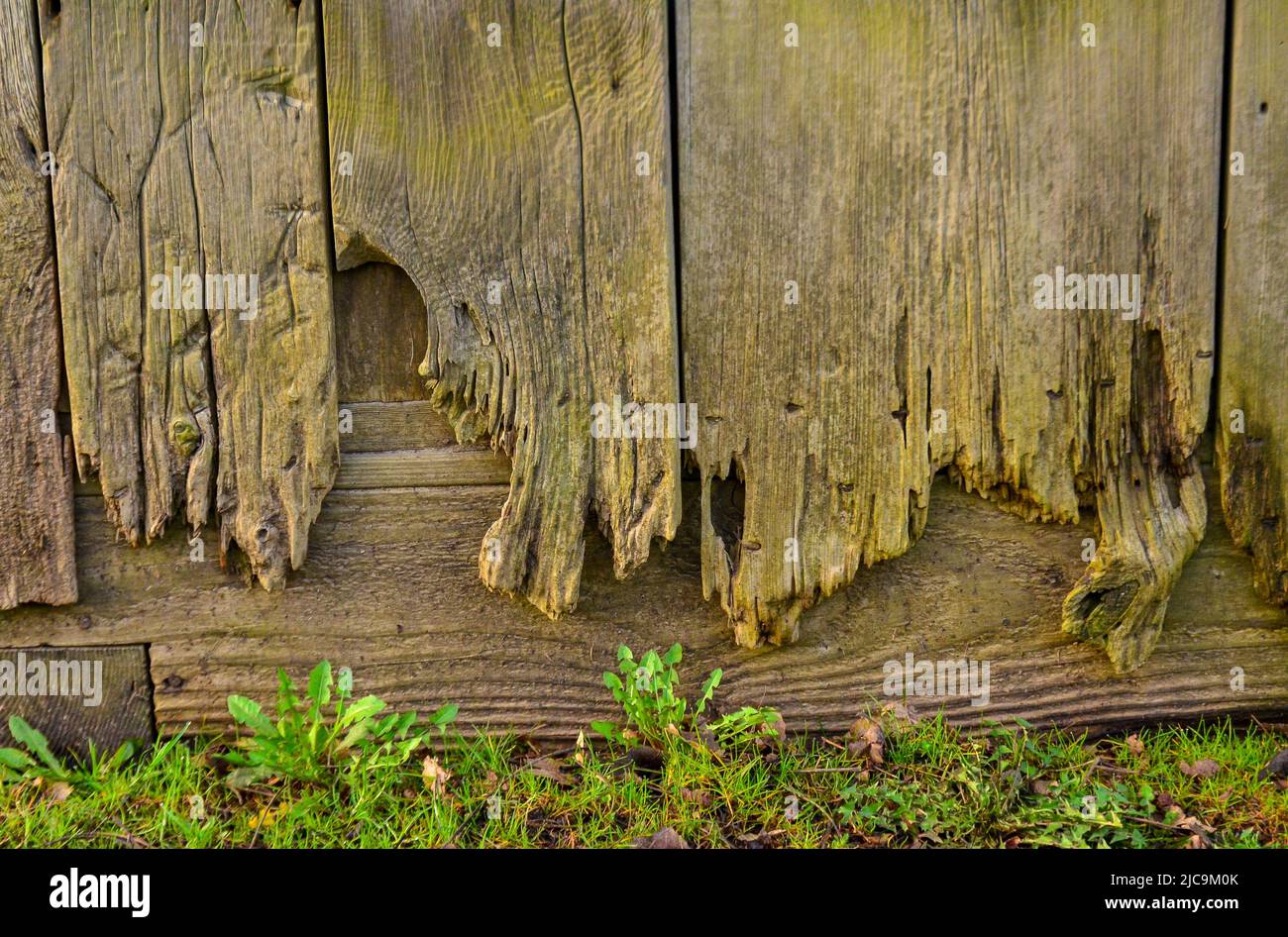 Wooden background, vintage rotten planks that survived on an old 18th ...