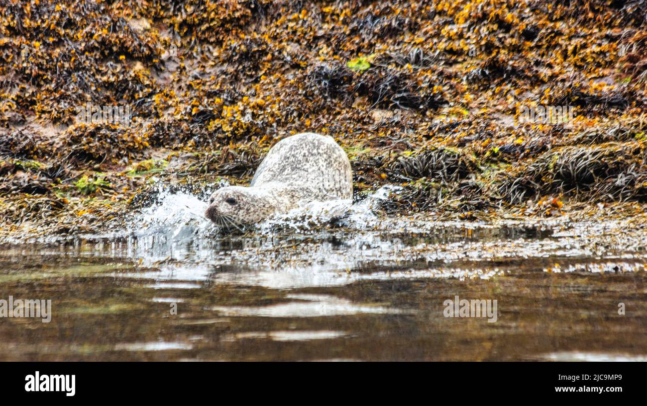Common or harbour seals, Phoca vitulina basking on the rocks, Plockton, Loch Carron, Jewel of the Highlands,  North Coast 500 Route, Scotland Stock Photo