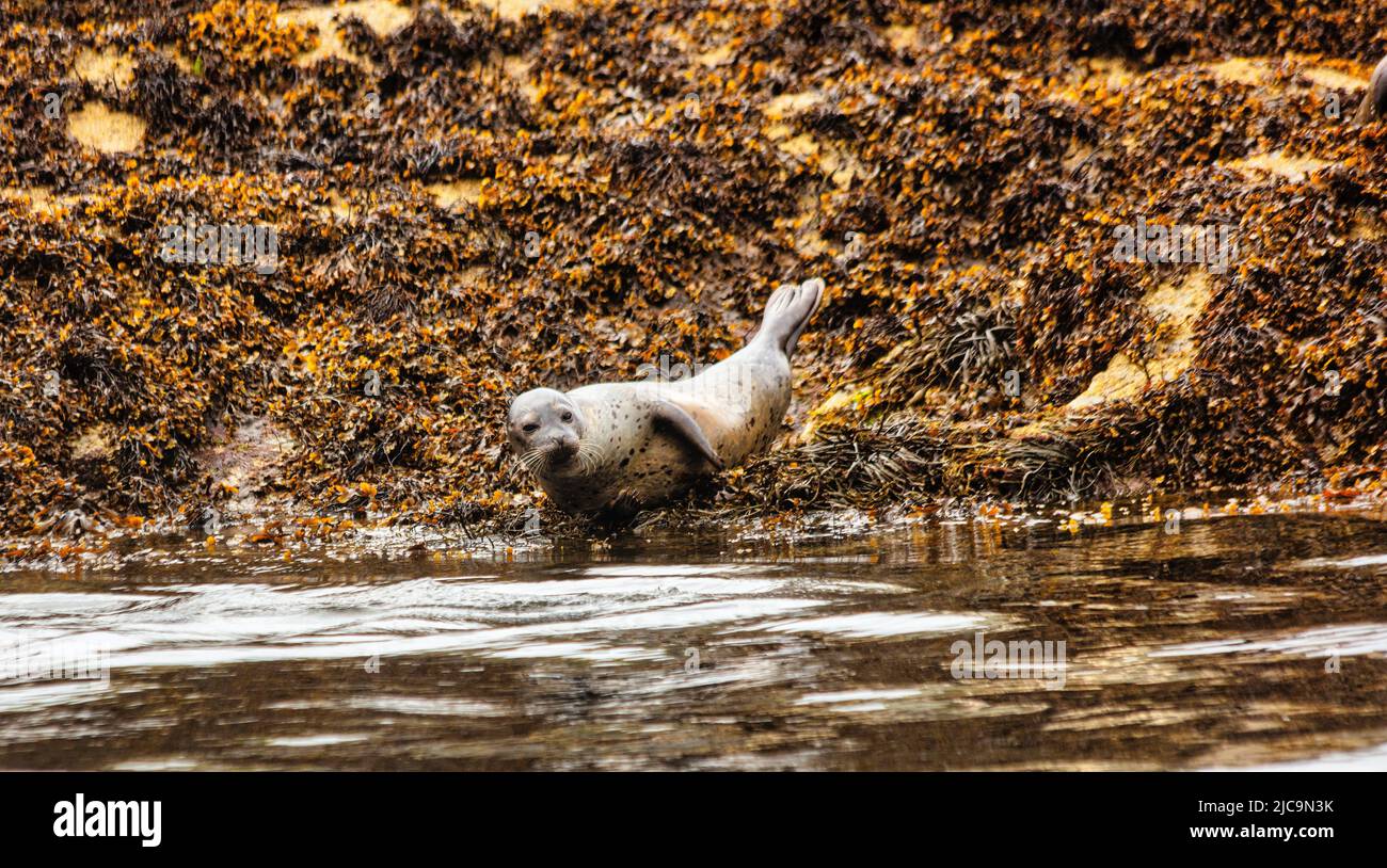 Common or harbour seals, Phoca vitulina basking on the rocks, Plockton, Loch Carron, Jewel of the Highlands,  North Coast 500 Route, Scotland Stock Photo