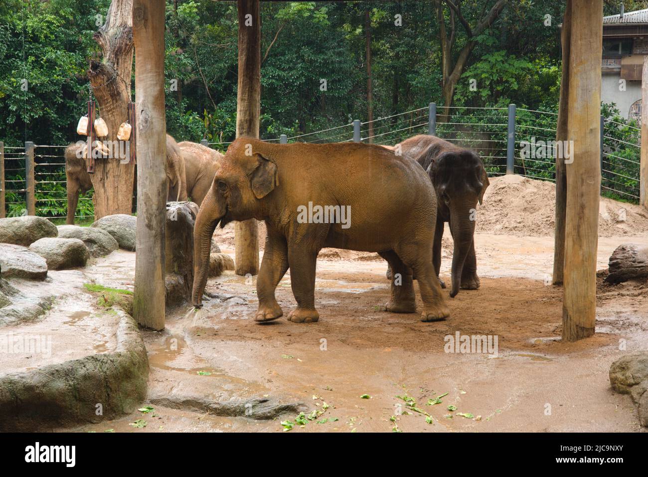 a group of elephants in an Australia zoo Stock Photo