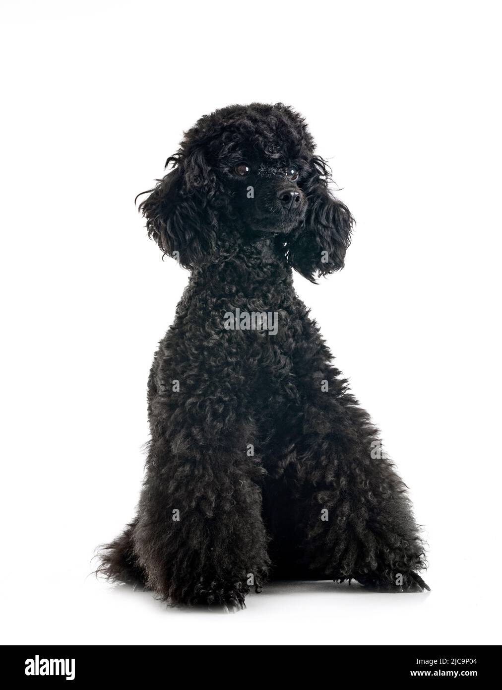 black poodle in front of white background Stock Photo - Alamy