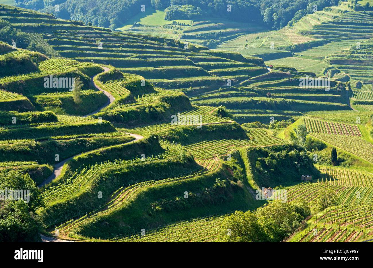 Trellis cultivation of vines on small terraces in the erosion-prone loess soil of the Kaiserstuhl area, Oberbergen,Baden-Württemberg, Germany Stock Photo