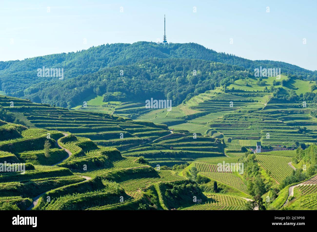 Trellis cultivation of vines on small terraces in the Kaiserstuhl area at the Totenkopf summit between Oberbergen and Kiechlinsbergen,Germany Stock Photo