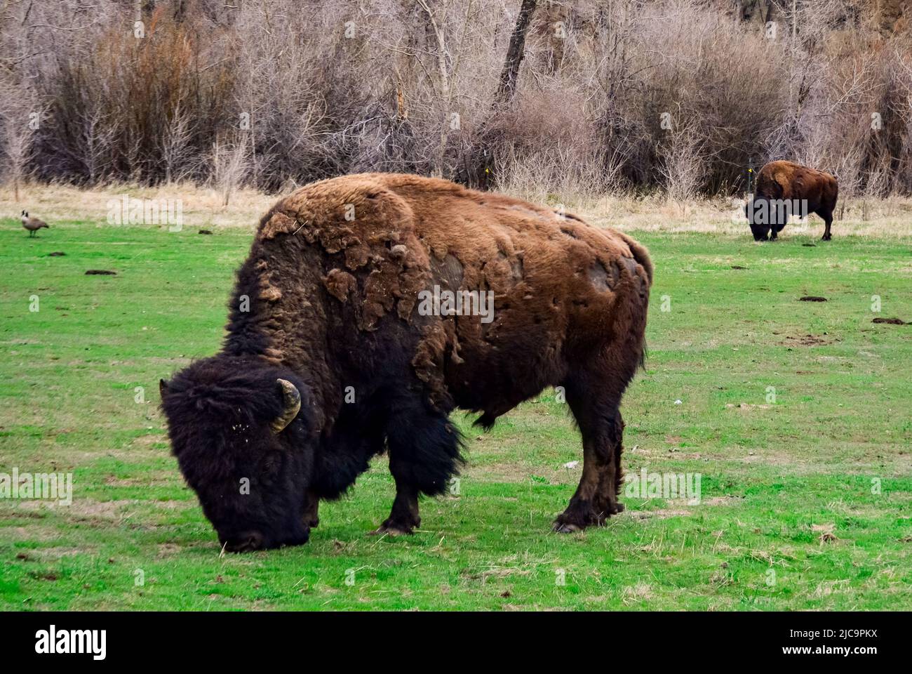 The American bison or buffalo (Bison bison). The Theodore Roosevelt