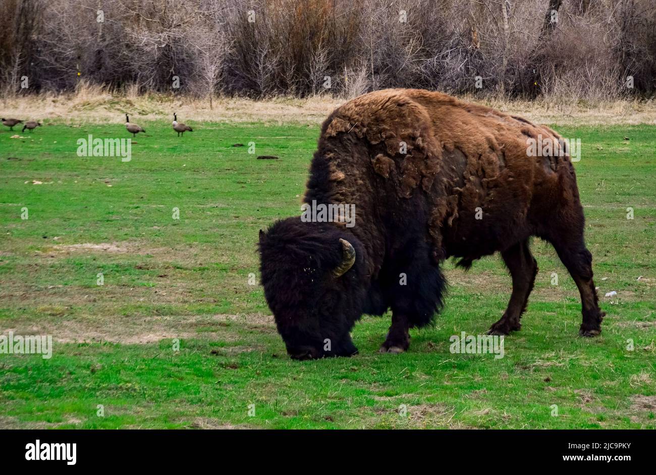 The American bison or buffalo (Bison bison). The Theodore Roosevelt