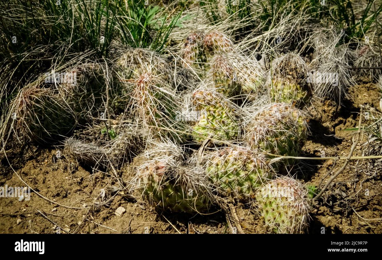 Prickly pear cacti (Opuntia sp.) in the foothills of the mountains. Cacti of Montana, USA. Stock Photo