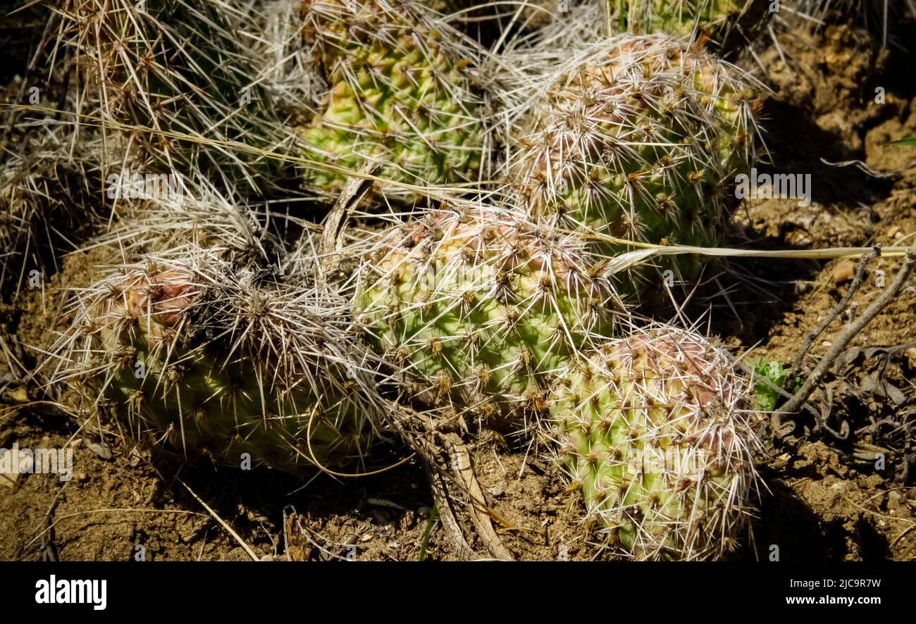Prickly pear cacti (Opuntia sp.) in the foothills of the mountains. Cacti of Montana, USA. Stock Photo