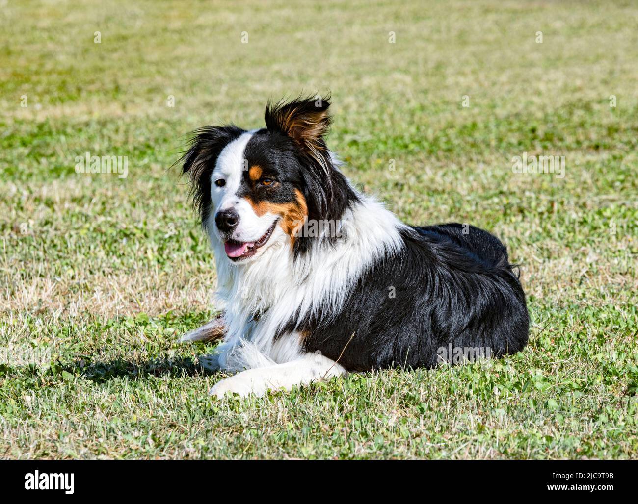 australian shepherd is training for obedience competition in a club