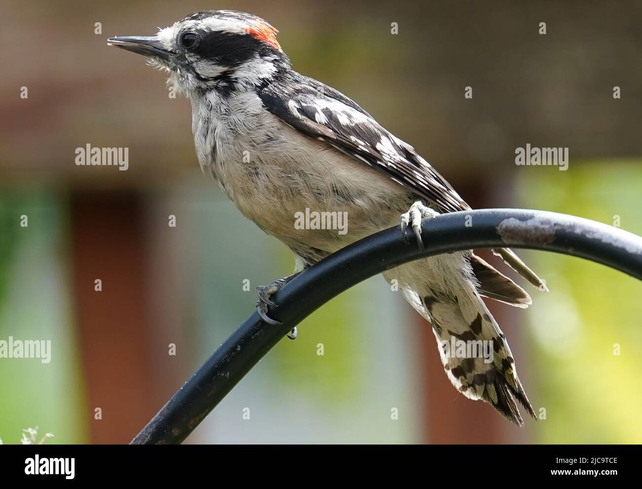 Woodpecker on a curved metal perch Stock Photo Alamy