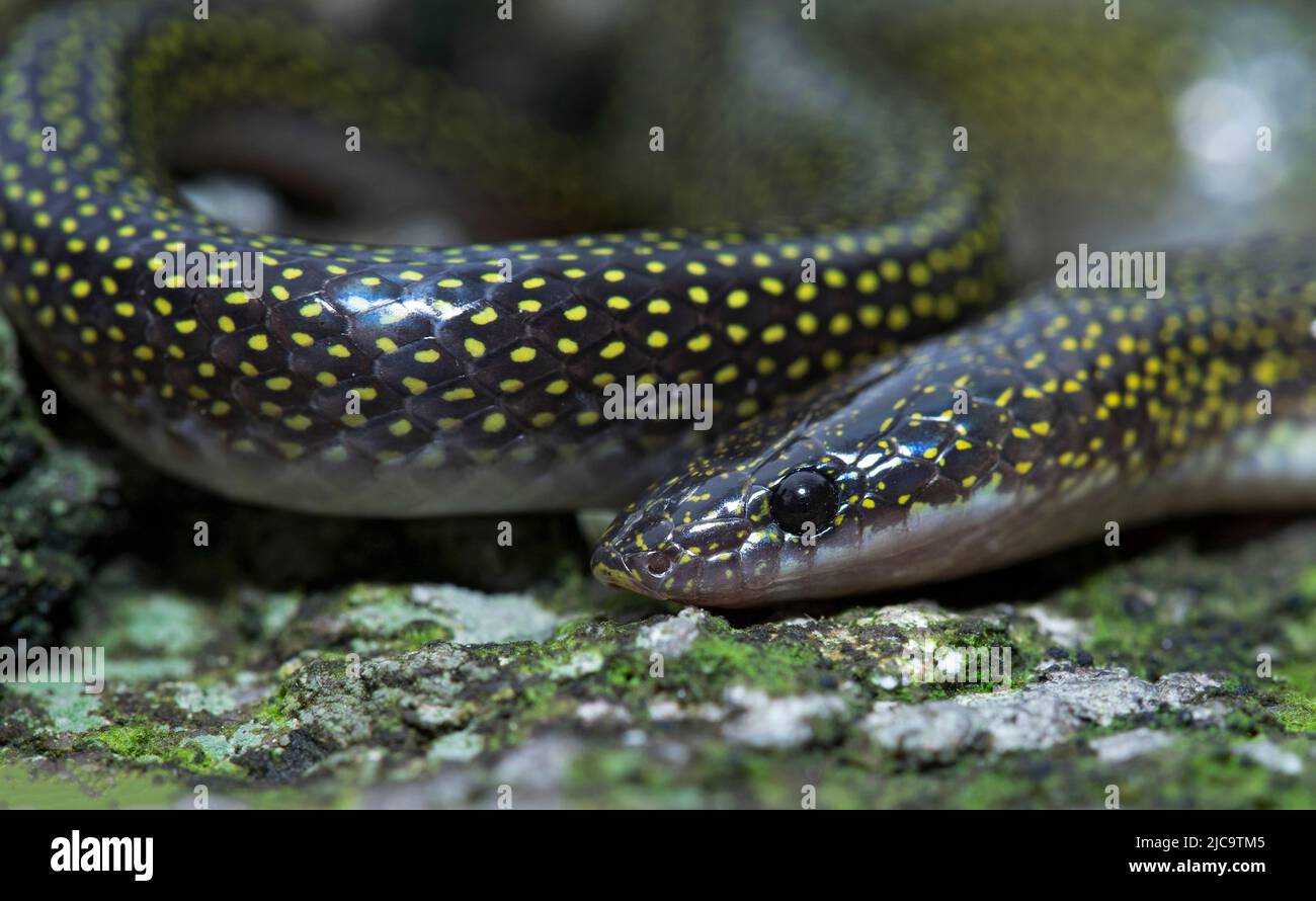 Twin spotted wolf snake head closeup. Stock Photo