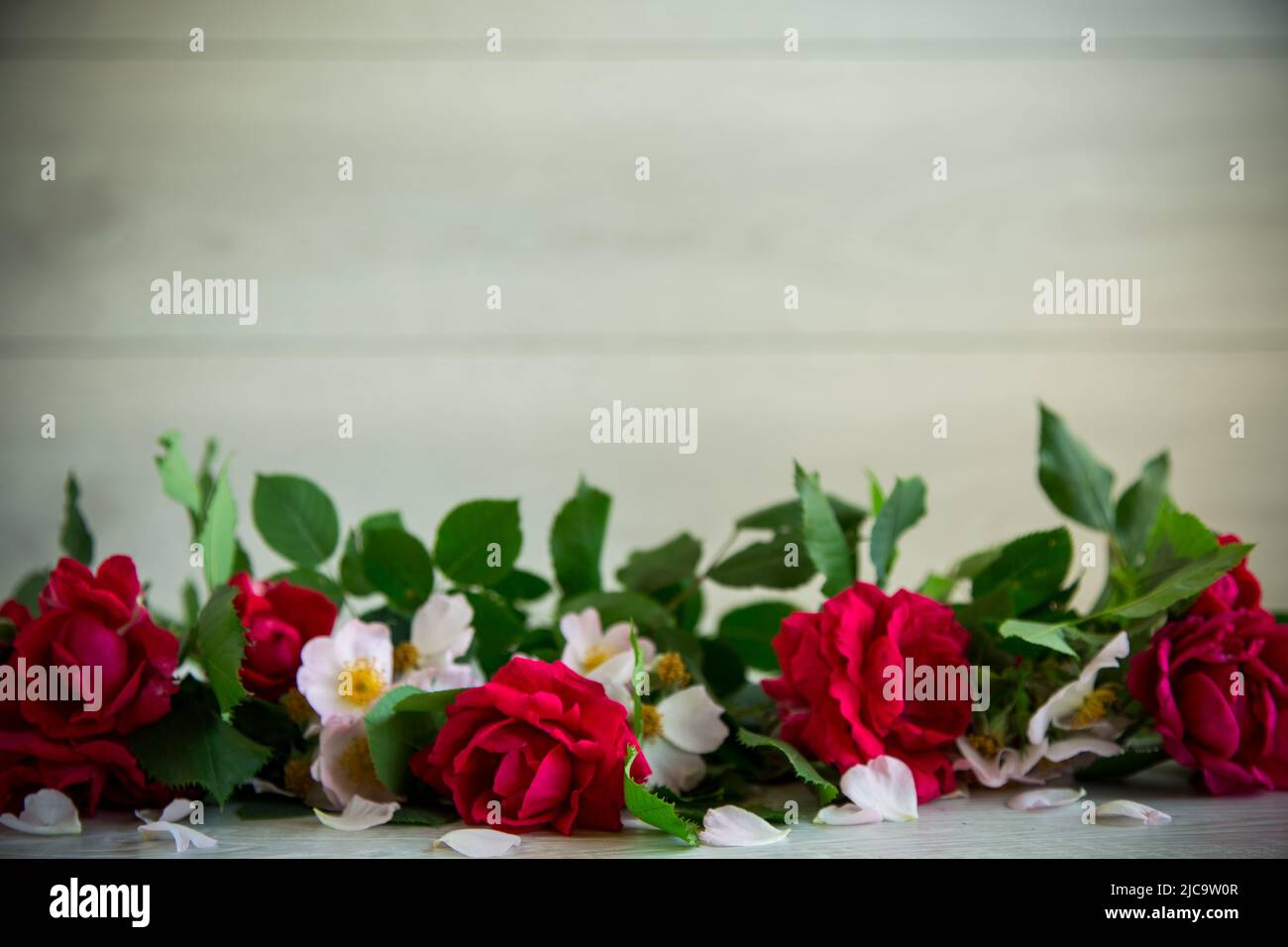 beautiful background of many red roses on a light wooden Stock Photo ...