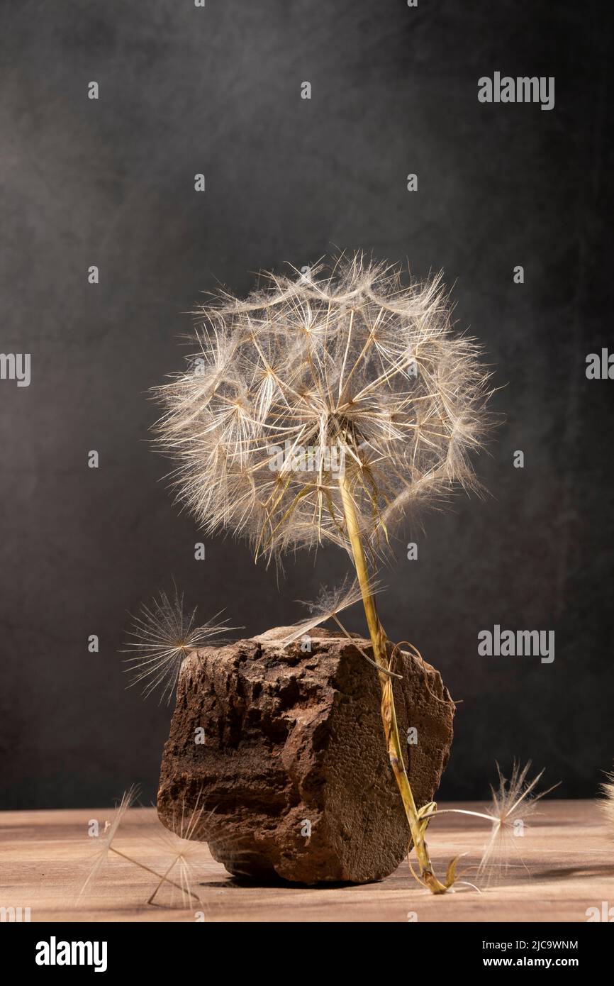Giant dandelion, studio shot, conceptual Stock Photo