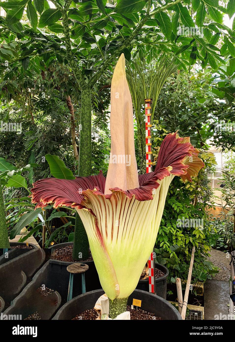Amorphophallus titanum or Corpse flower in bloom at the Meise Botanical Garden, Brussels, Belgium Stock Photo