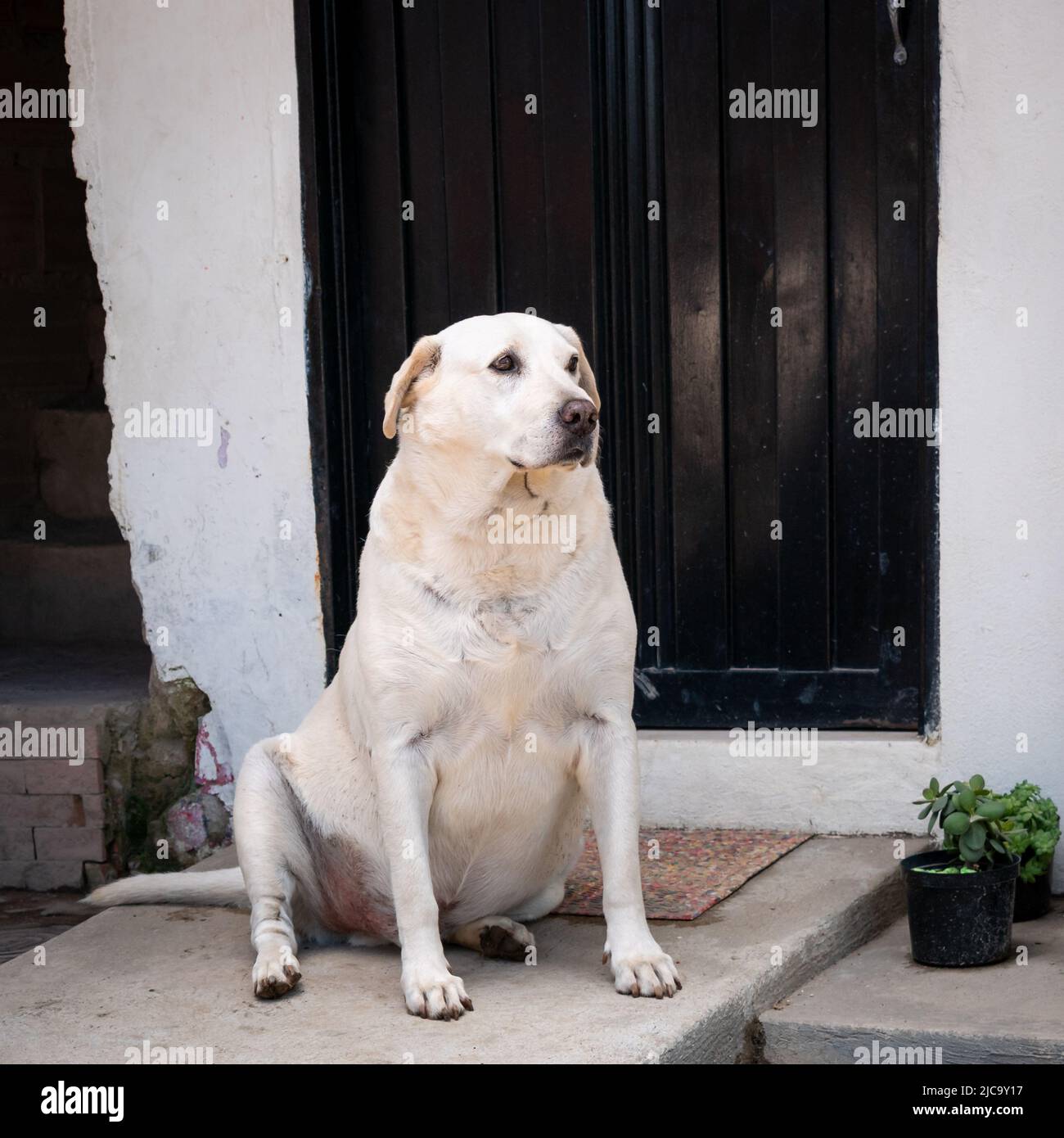 Old White Dog Stares on the Porch of a White House Stock Photo Alamy