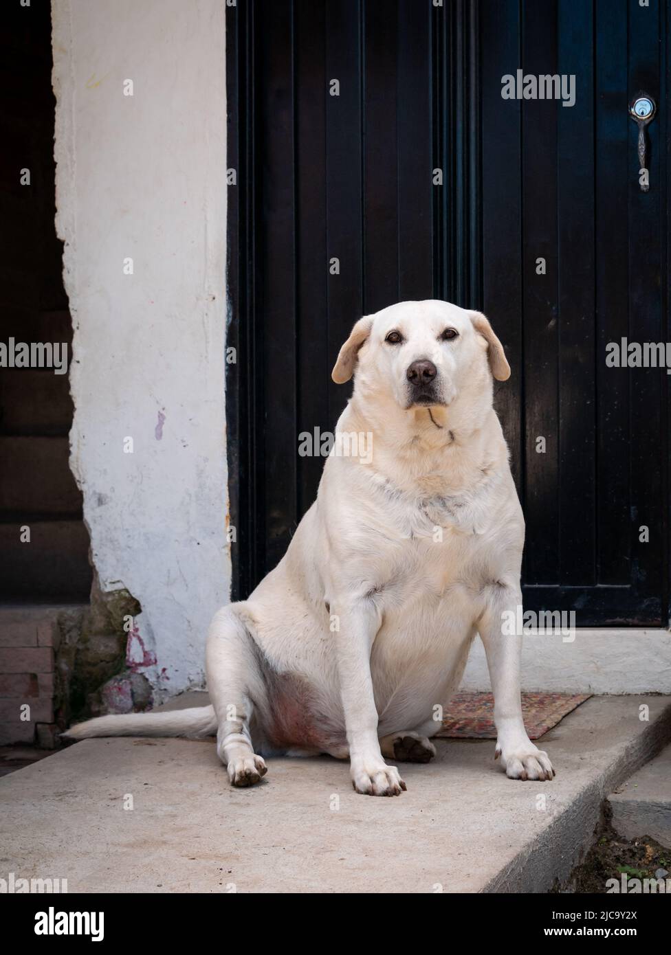 Old White Dog Stares on the Porch of a White House Stock Photo Alamy