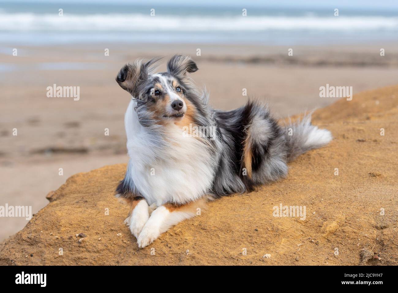 Shetland sheepdog lying hi-res stock photography and images - Alamy