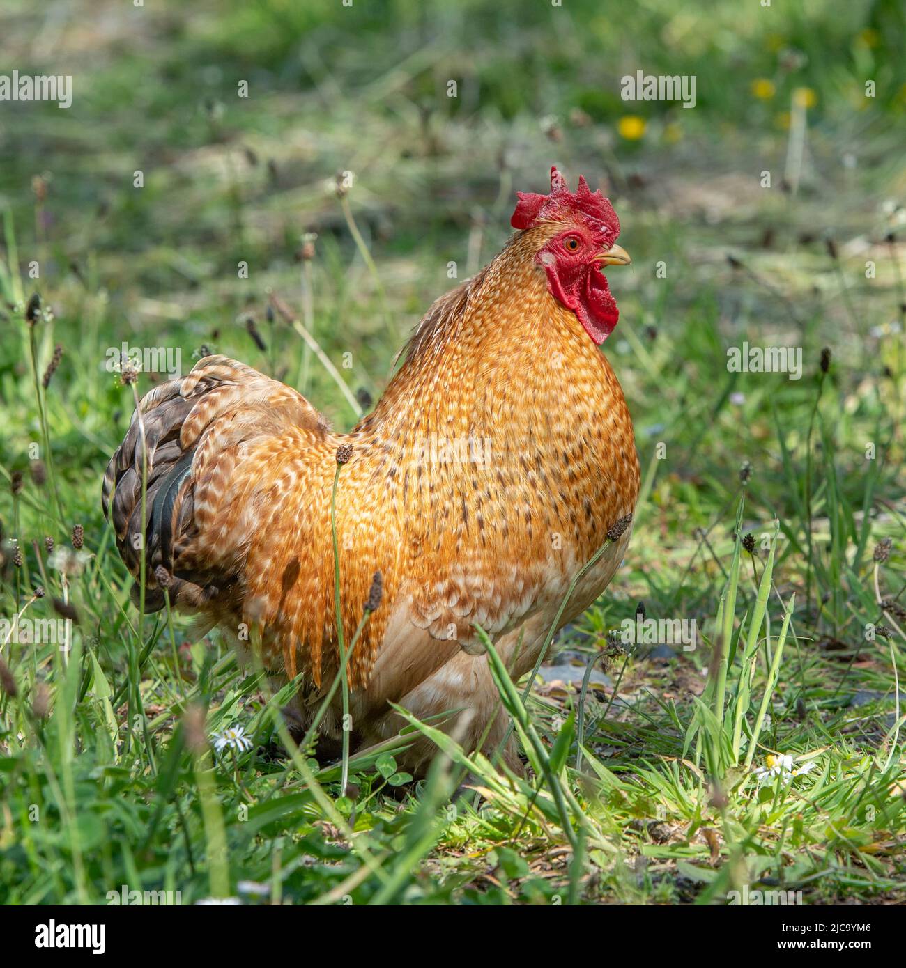 Pekin Bantam cockerel Stock Photo - Alamy