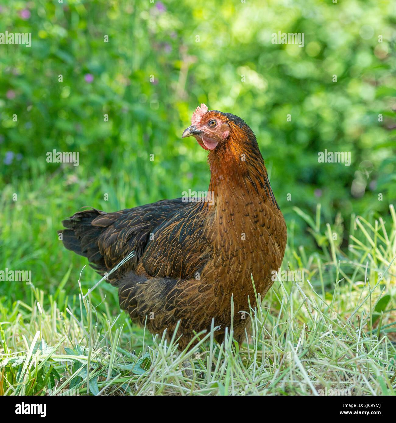 hybrid free range hen Stock Photo