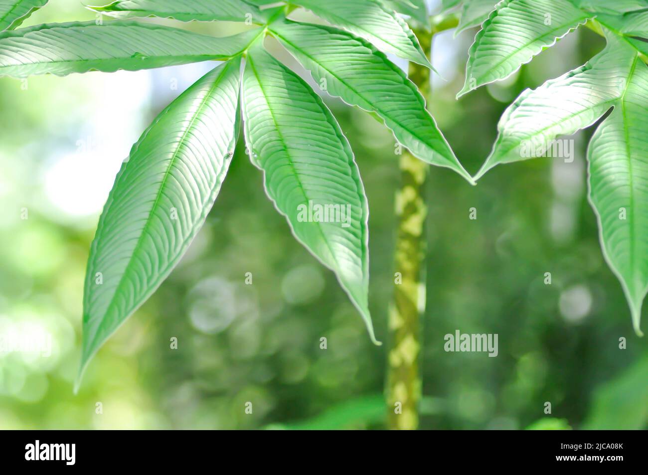 Amorphophallus konjac,Devils tongue plant or Shade palm or Umbrella arum plant Stock Photo
